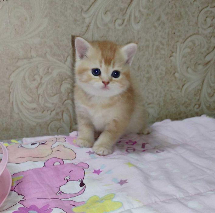 Продается шикарный котенок мальчик, "бело-красный биколор"