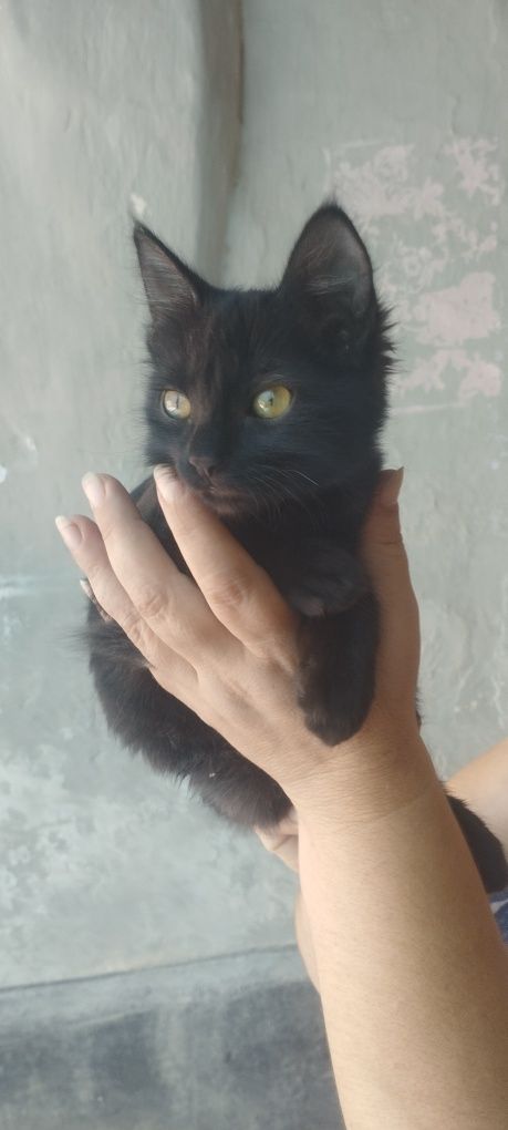 Кошка проглистована