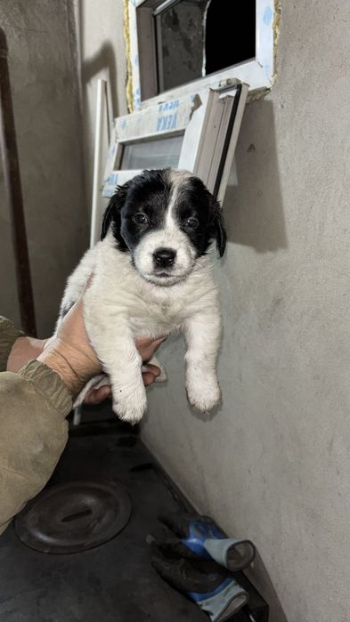 Ищу дом для щенят