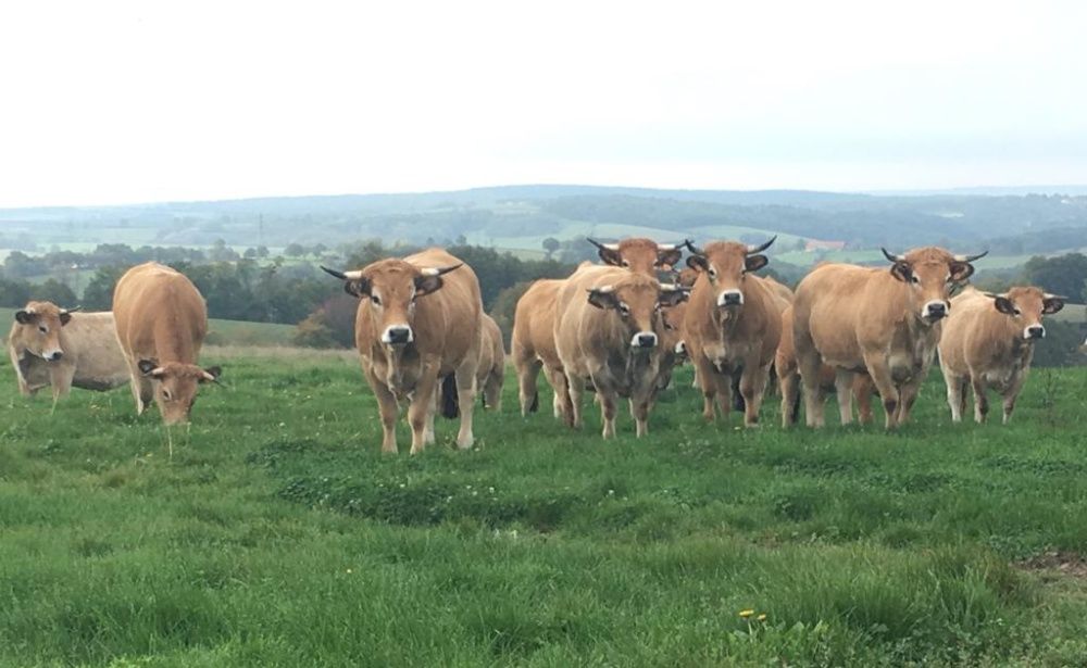 Juninci Gestante AUBRAC de vanzare