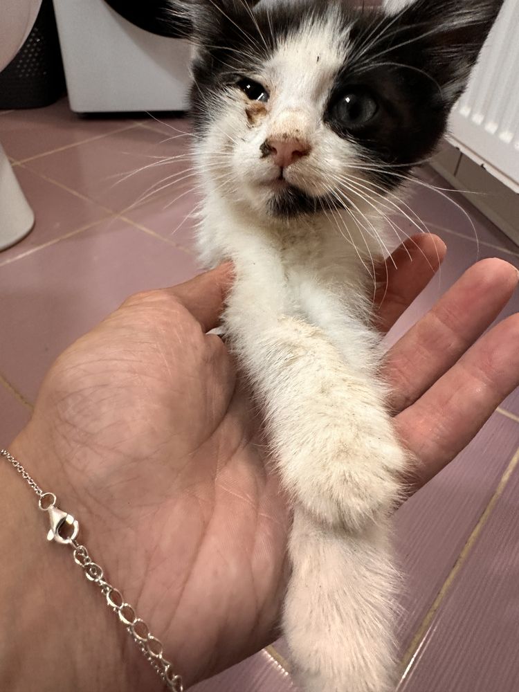 Adoptie pisicuță
