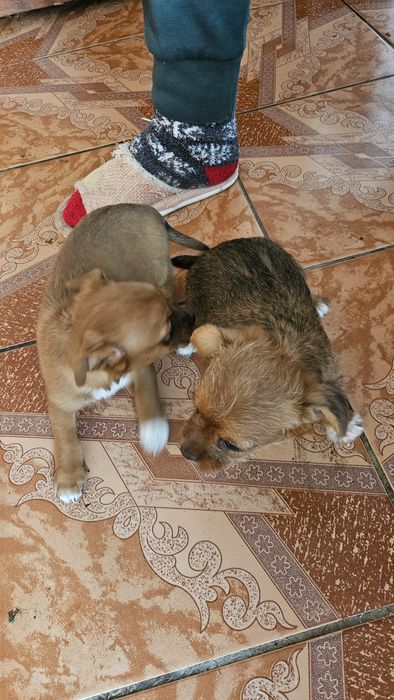 Donez două cățelușe