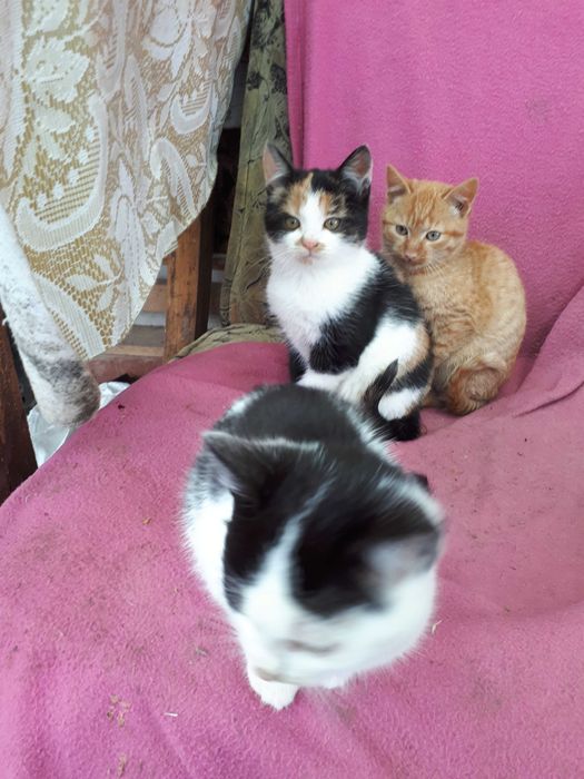 Pui de pisică, drăgălași, mama foarte bună la prinderea șoarecilor