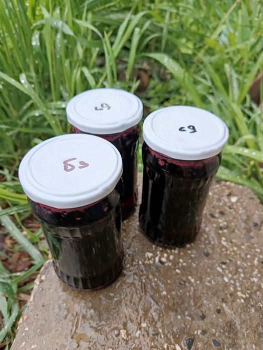 Комплект от 3 бр сладко от черен бъз за 24 лв