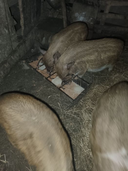 Ouă de gâscă pentru incubat