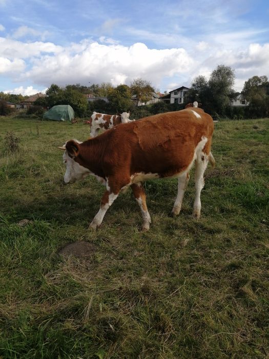 Vand vitea baltata romaneasca