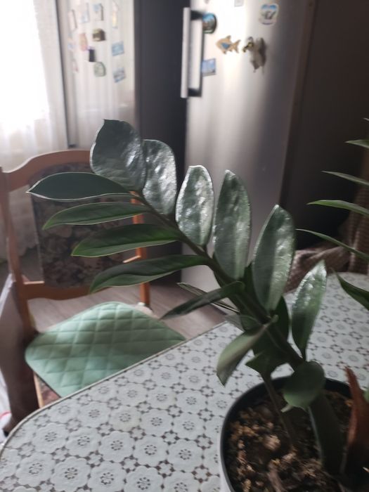 замиокулькас-«долларовое дерево"