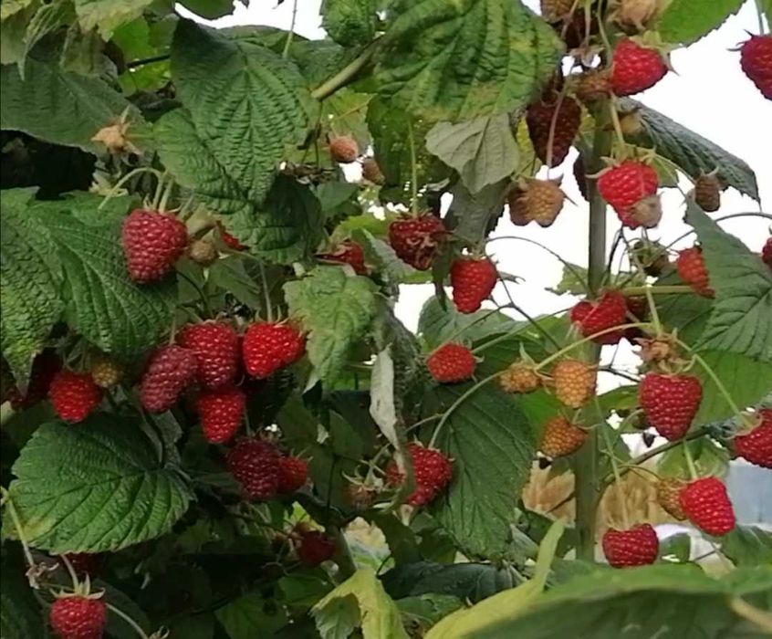 Vând drajoni de zmeur din soiul Polka