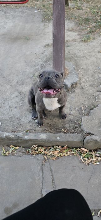 Продавам Френски булдог