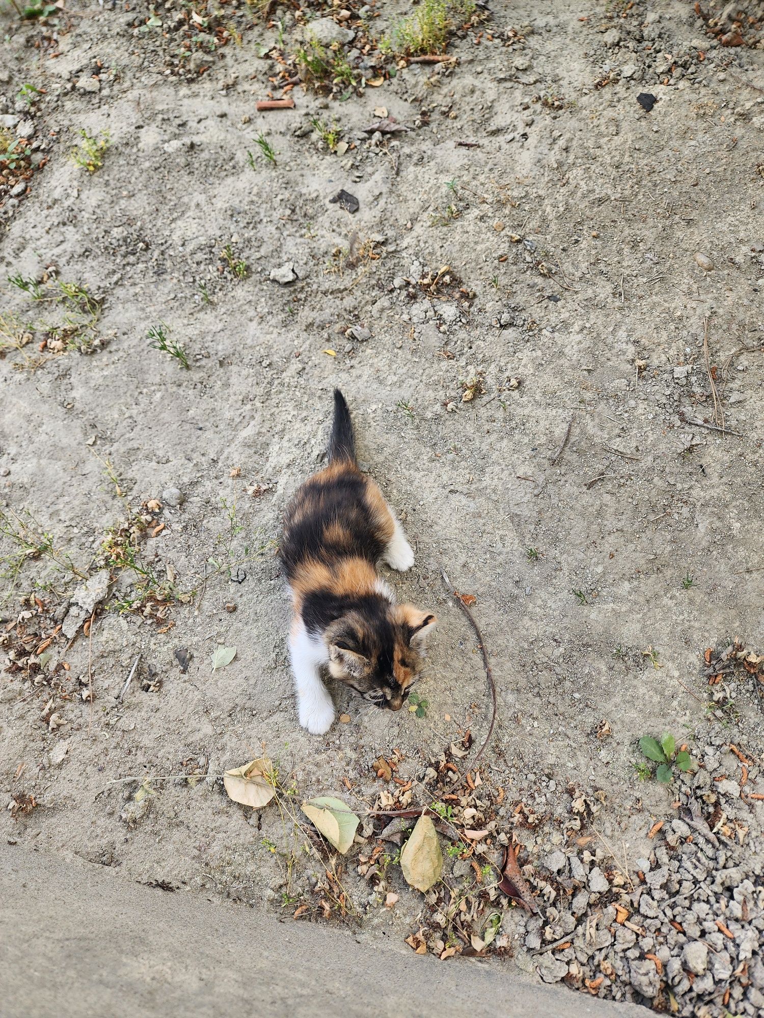 Котята обычной породы