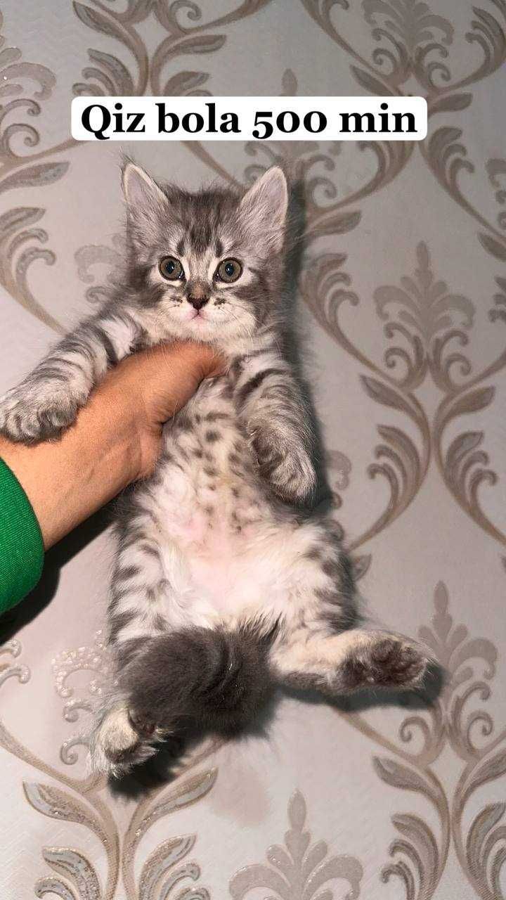 Британский шиншила