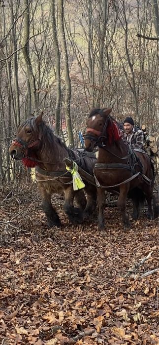 Vand cal de 7 ani sau schimb