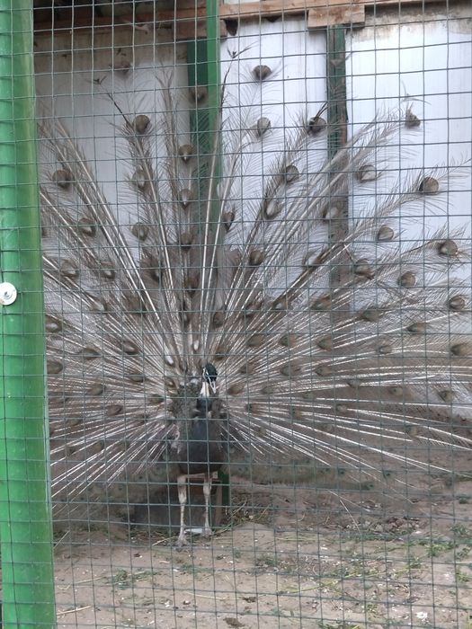 Păun matur și fazani