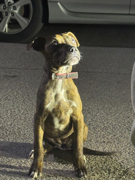 Щенок американский питбультерьер