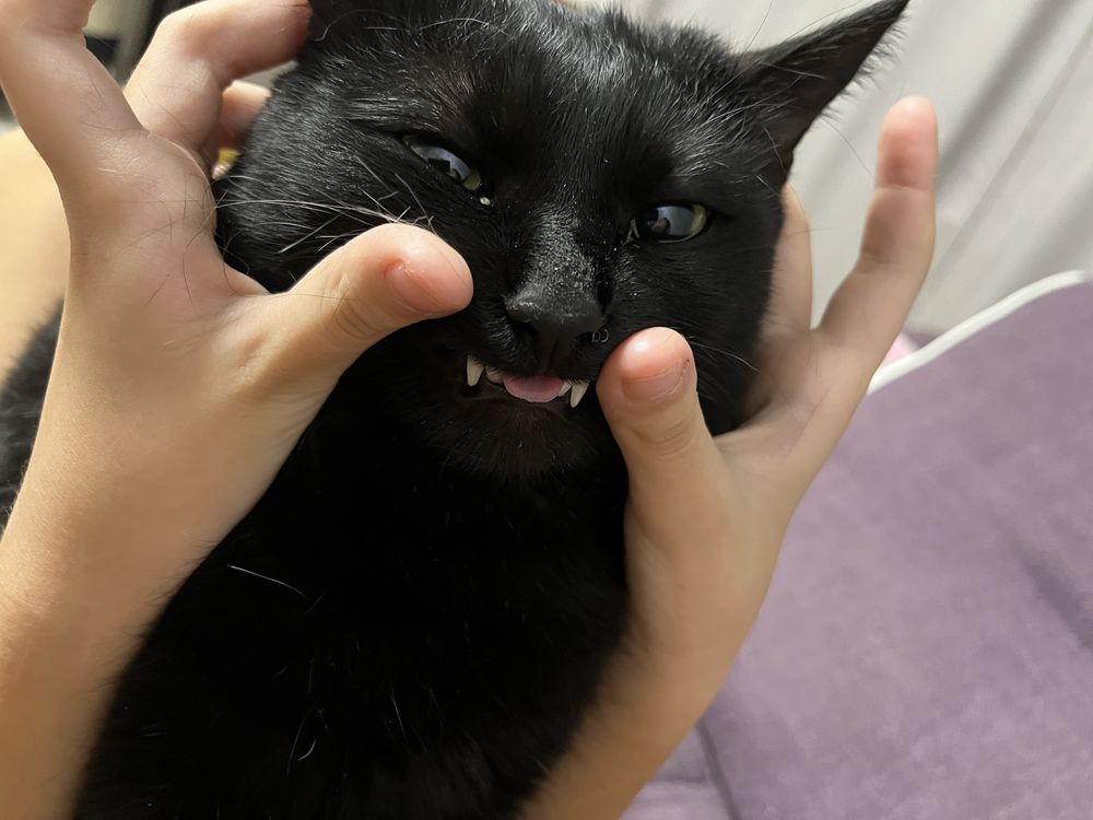 Отдам котика в добрые руки