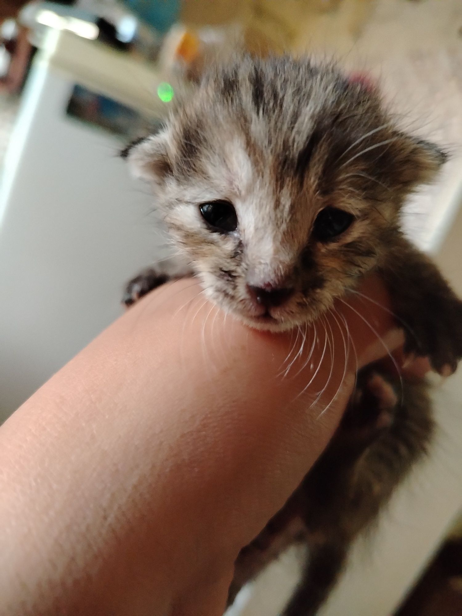 Котенок в хорошие руки