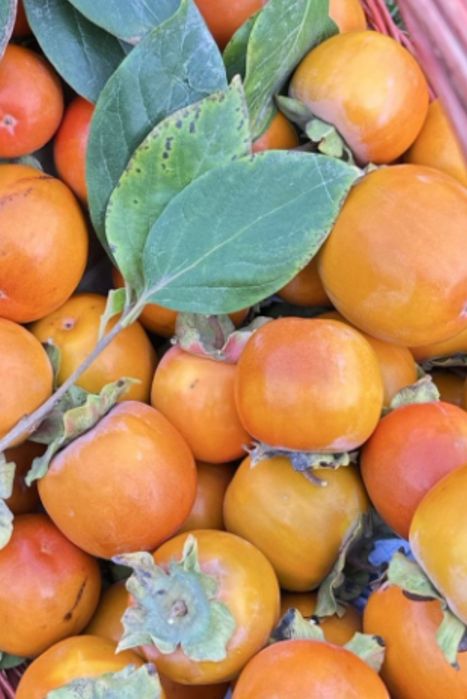 Хурмо маргилонда