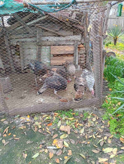 Продавам  домашни пуйки