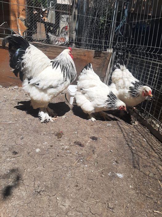 Vind brahma  diferite culori.