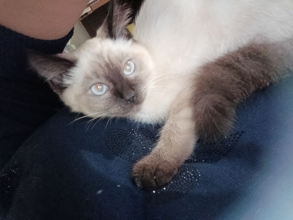 Отдам  4 мес котенка девочку породистую