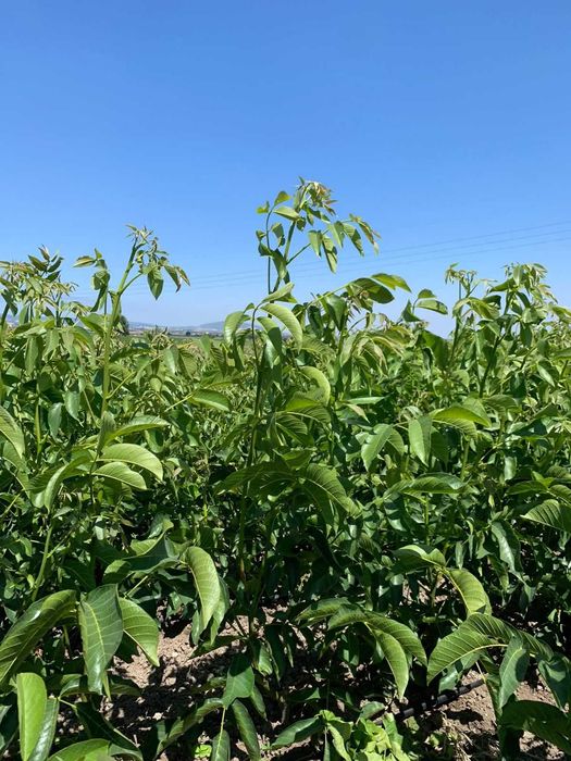 Pomi fructiferi ,vita de vie si nuc