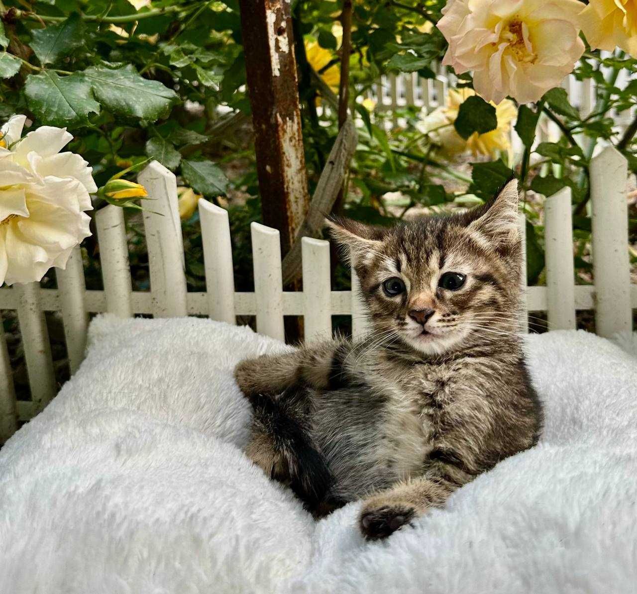 Пристраиваются котята