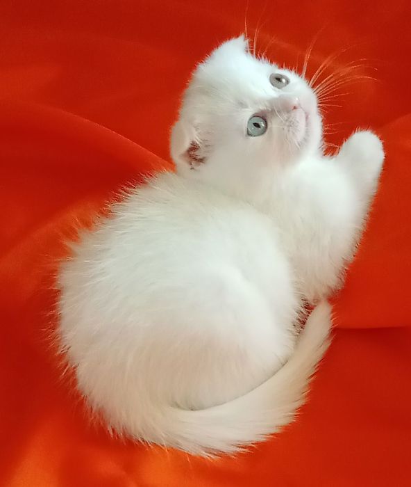 Продам котят Скоттиш-фолд .