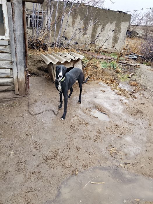 Геейхаунд рабочи