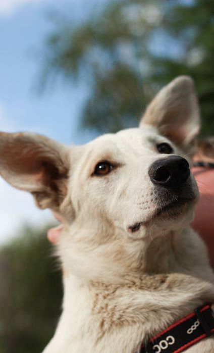 Шикарная Боня ищет дом