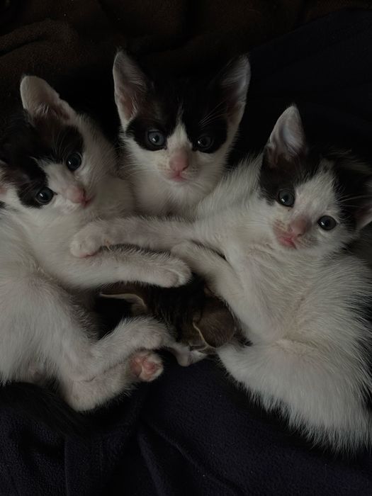 Ofer spre adoptie pui de pisica