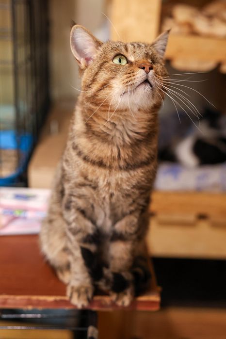 Кто потерял полосатого кота в районе Толе би и Шагабутдинова