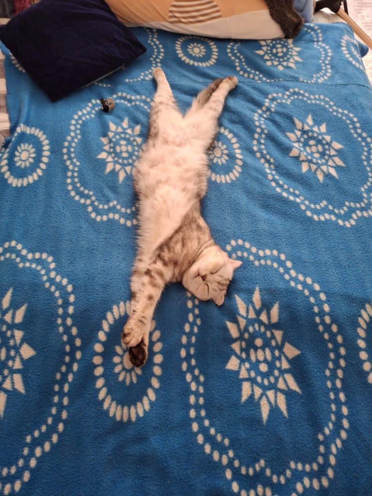 Продам шотланскую кошку