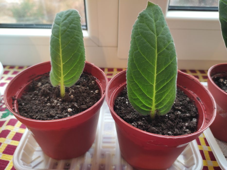 Комнатные цветы. Глоксинии тидея.