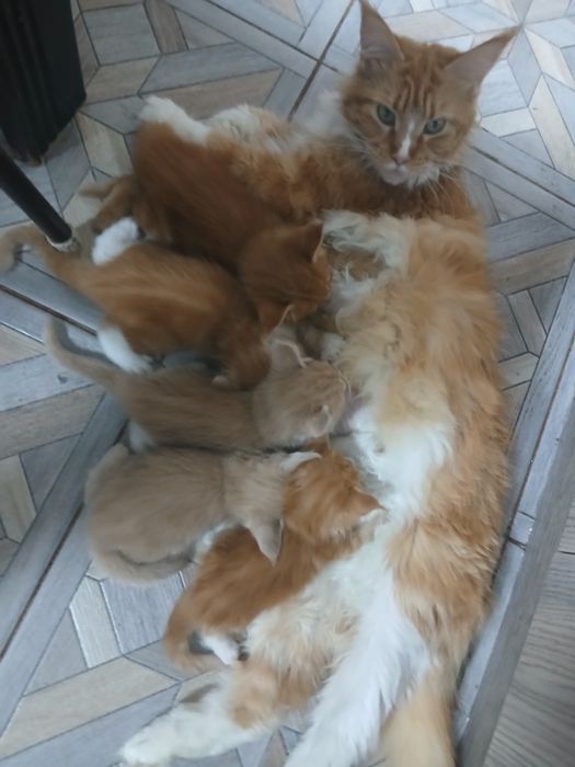 Продам котят мейн кун