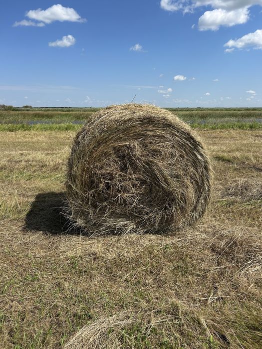 Сено луговое в рулонах 2025года