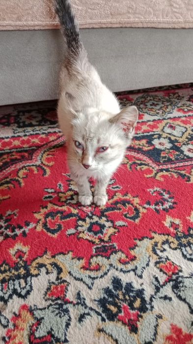 Котёнок сипмский