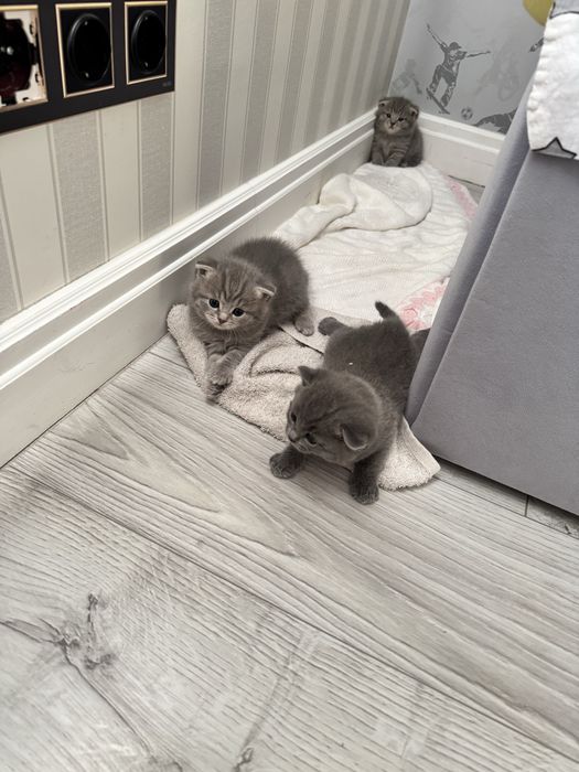 Продам котят, британские вислоухие