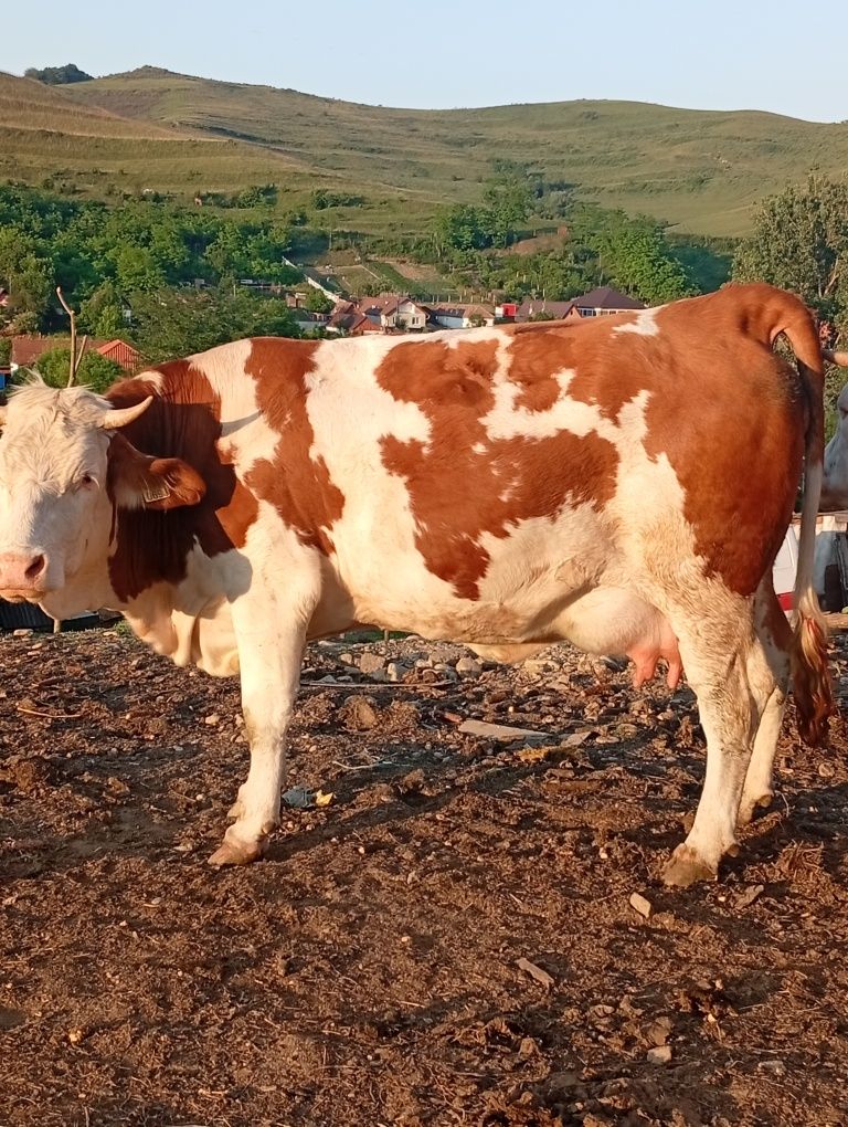 3 junici se dau Dârlos jud sibiu