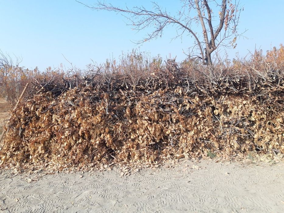 Zaldori o'tin sotiladi.