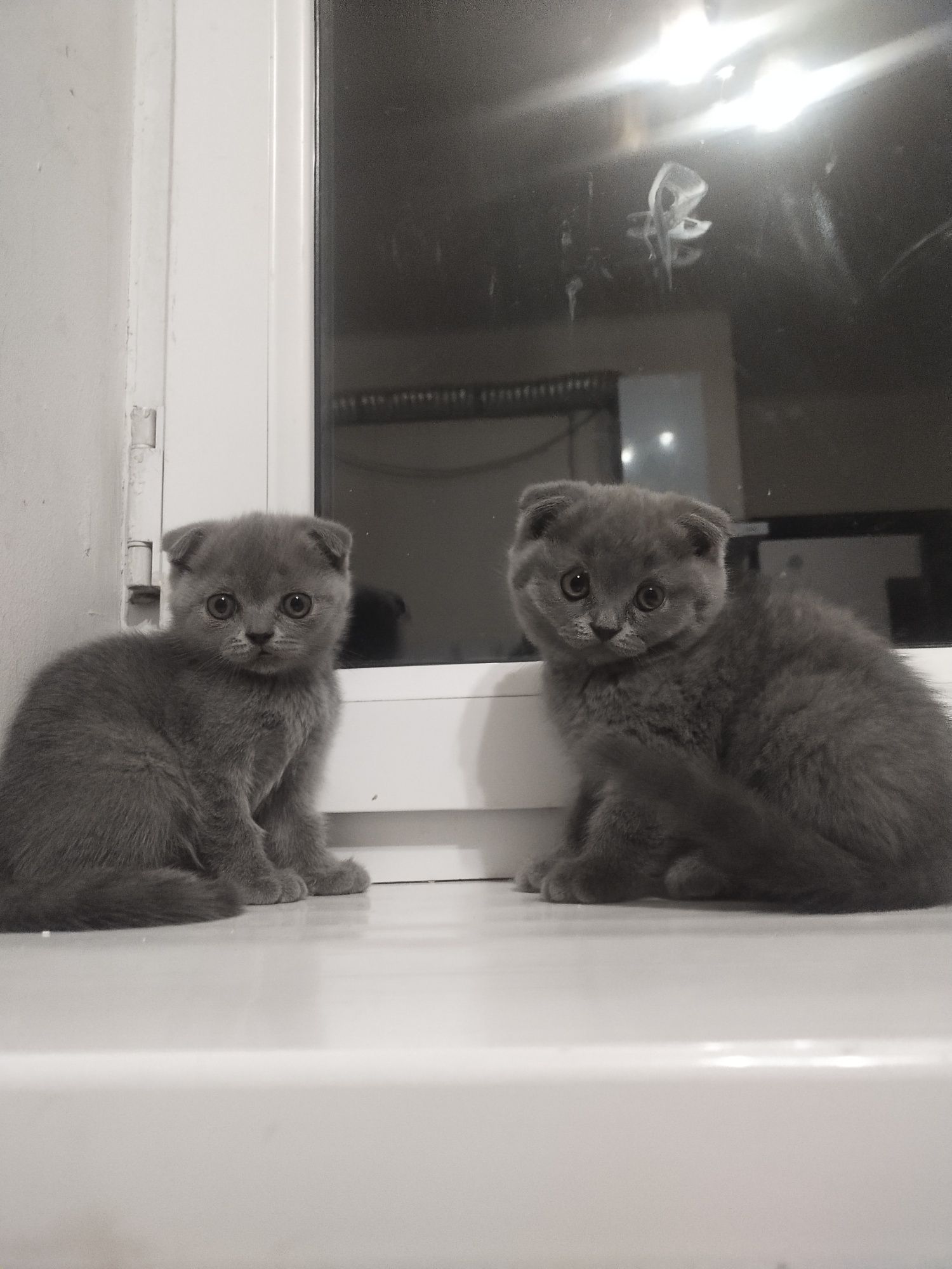 Продаются котята скотиш фолд!