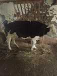 Vând vaca tânără