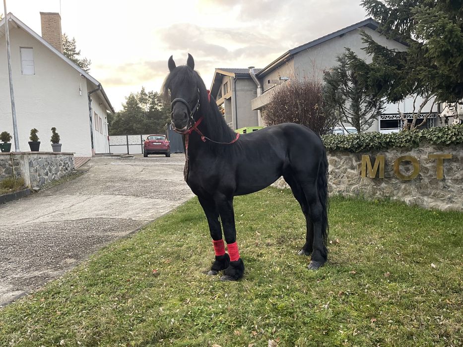 Vând frizian de 3 ani pasaport și pedigree