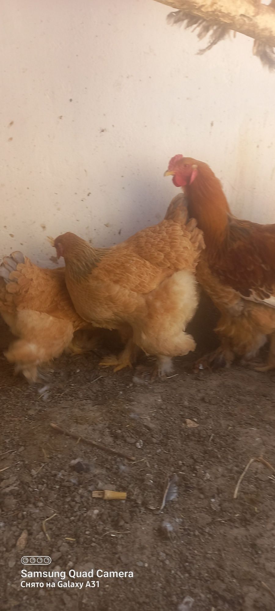 Toza parodali brama tovuq tuxumlati sotiladi.
