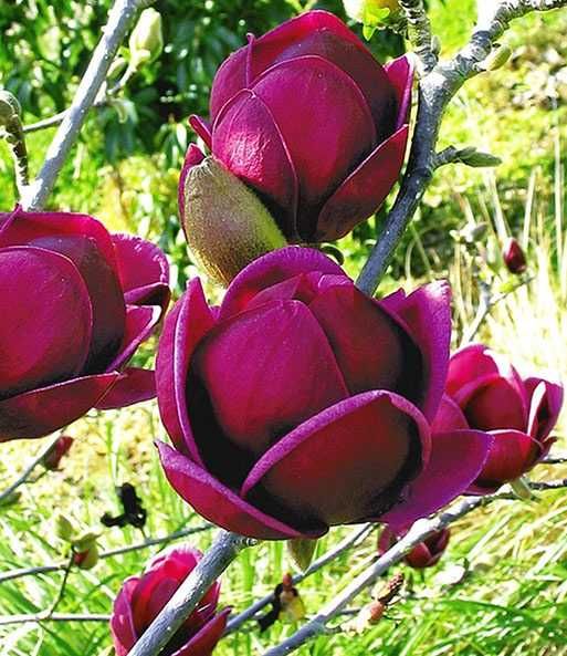 Magnolia Genie Black tulip Sunsation
