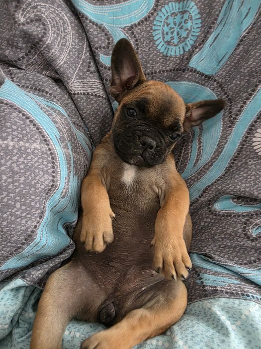 Catelusa bulldog francez