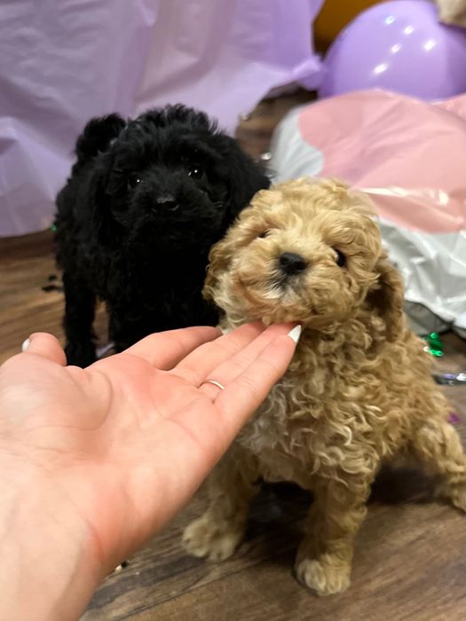 Пудел той пудели