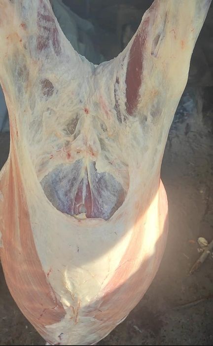 Семыз ешкы еты сатылады колжетымды багада