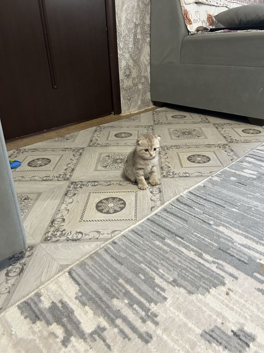 Продам котенка мальчика Уральск