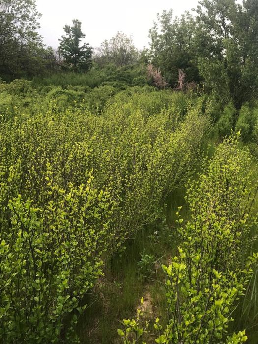 Tuia, magnolii, brazi plante din pepiniera proprie