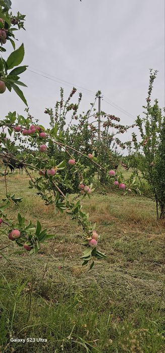 Катта олма дарахти 4 йиллик хосилга кирган